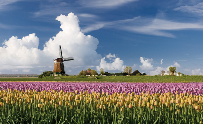 Meer Informatie: Vwo Nederlands