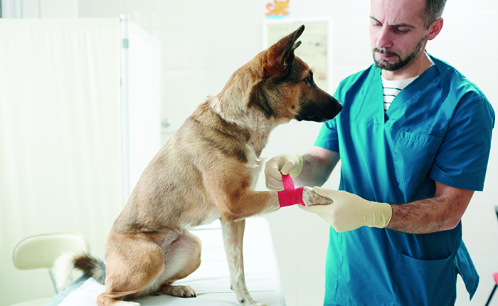 psychologie Onbekwaamheid draad Opleiding Dieren EHBO - Cursus als thuisstudie | NHA