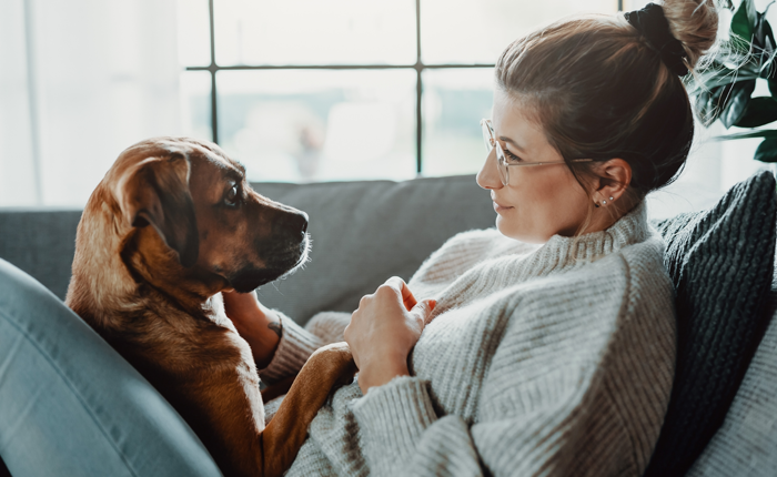 Waarnemen op gang brengen Faeröer Opleiding of Cursus Dierenverzorging | Thuisstudie via NHA