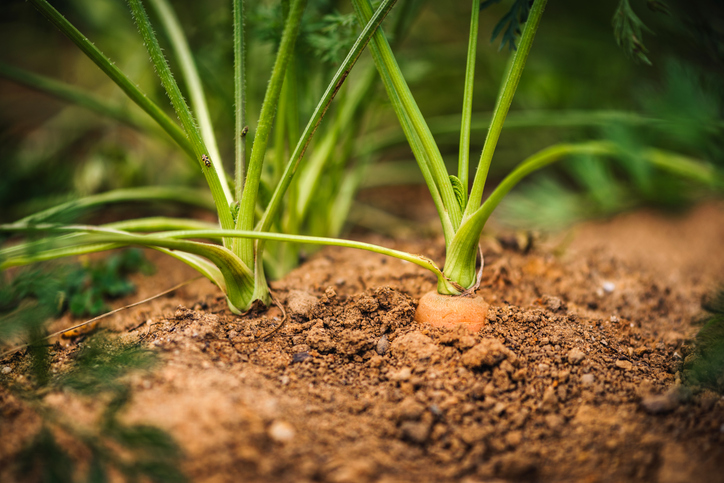 wortels uit permacultuur moestuin