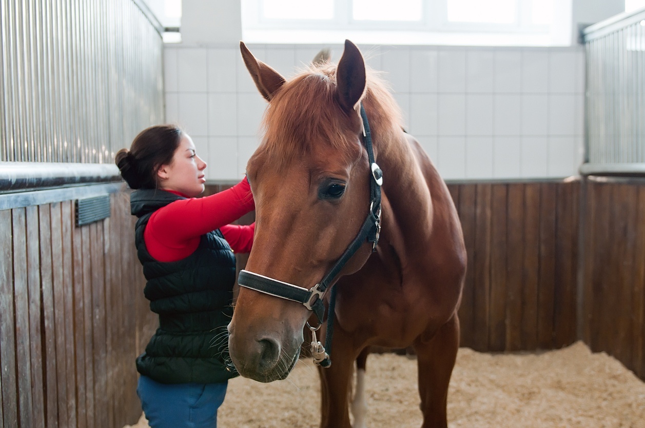 ik heb honger knal Onvervangbaar Paarden Opleiding | Voordelig studeren met NHA